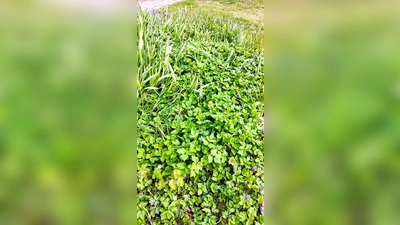 Giersch im Garten (Bild: Antje Grüner)