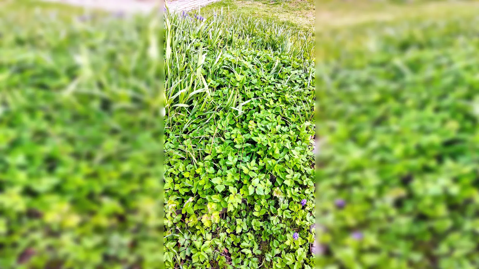 Giersch im Garten (Bild: Antje Grüner)