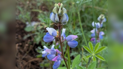 Blütenpracht im Außenbereich (Bild: Verena Bauer)