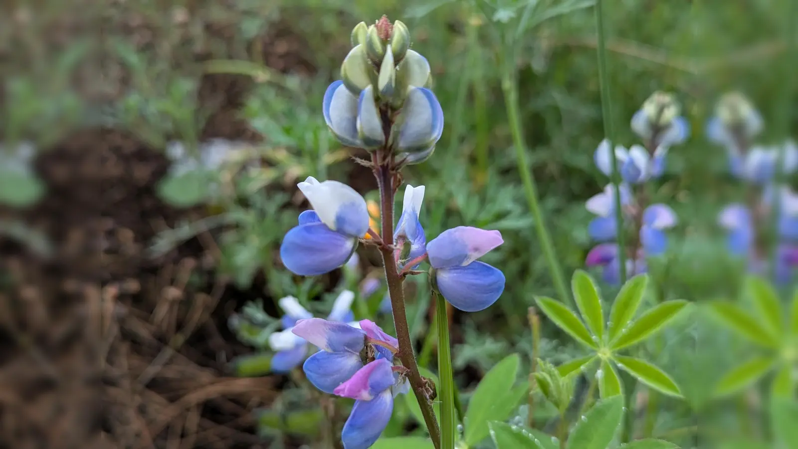 Blütenpracht im Außenbereich (Bild: Verena Bauer)