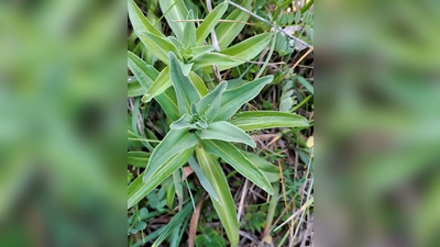 Selten: der Kreuzenzian hat im Truppenübungsplatz eine Überlebenschance. Noch seltener - hier hat der Kreuzenzianameisenbläuling seine Eier, zu erkennen als weiße Punkte abgelegt. Der kleine Schmetterling braucht gerade eben diese Pflanze um den Fortbestand zu sichern.  (Bild: Josef Popp)