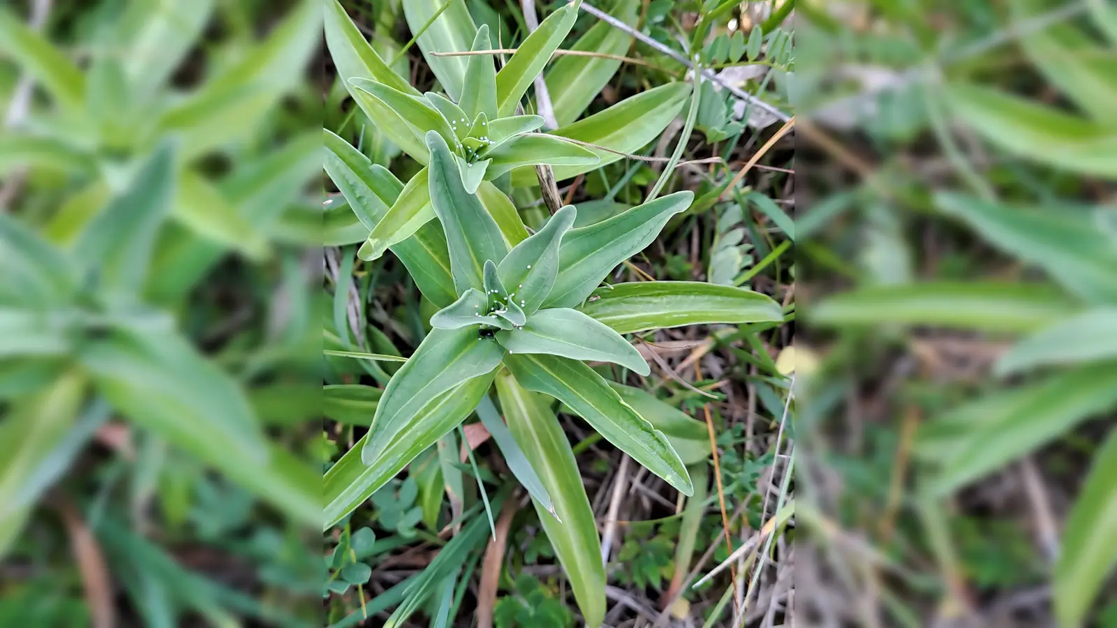 Selten: der Kreuzenzian hat im Truppenübungsplatz eine Überlebenschance. Noch seltener - hier hat der Kreuzenzianameisenbläuling seine Eier, zu erkennen als weiße Punkte abgelegt. Der kleine Schmetterling braucht gerade eben diese Pflanze um den Fortbestand zu sichern.  (Bild: Josef Popp)