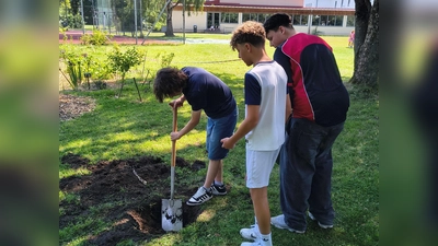Ein Teil der Klasse R7 hebt das Pflanzloch für den Apfelbaum aus. (Bild: Bernhard Hirsch)