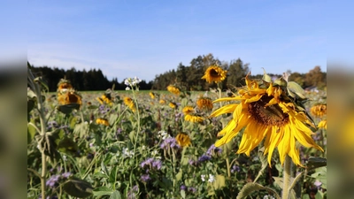 Blühendes Feld (Bild: Judith Weigl)