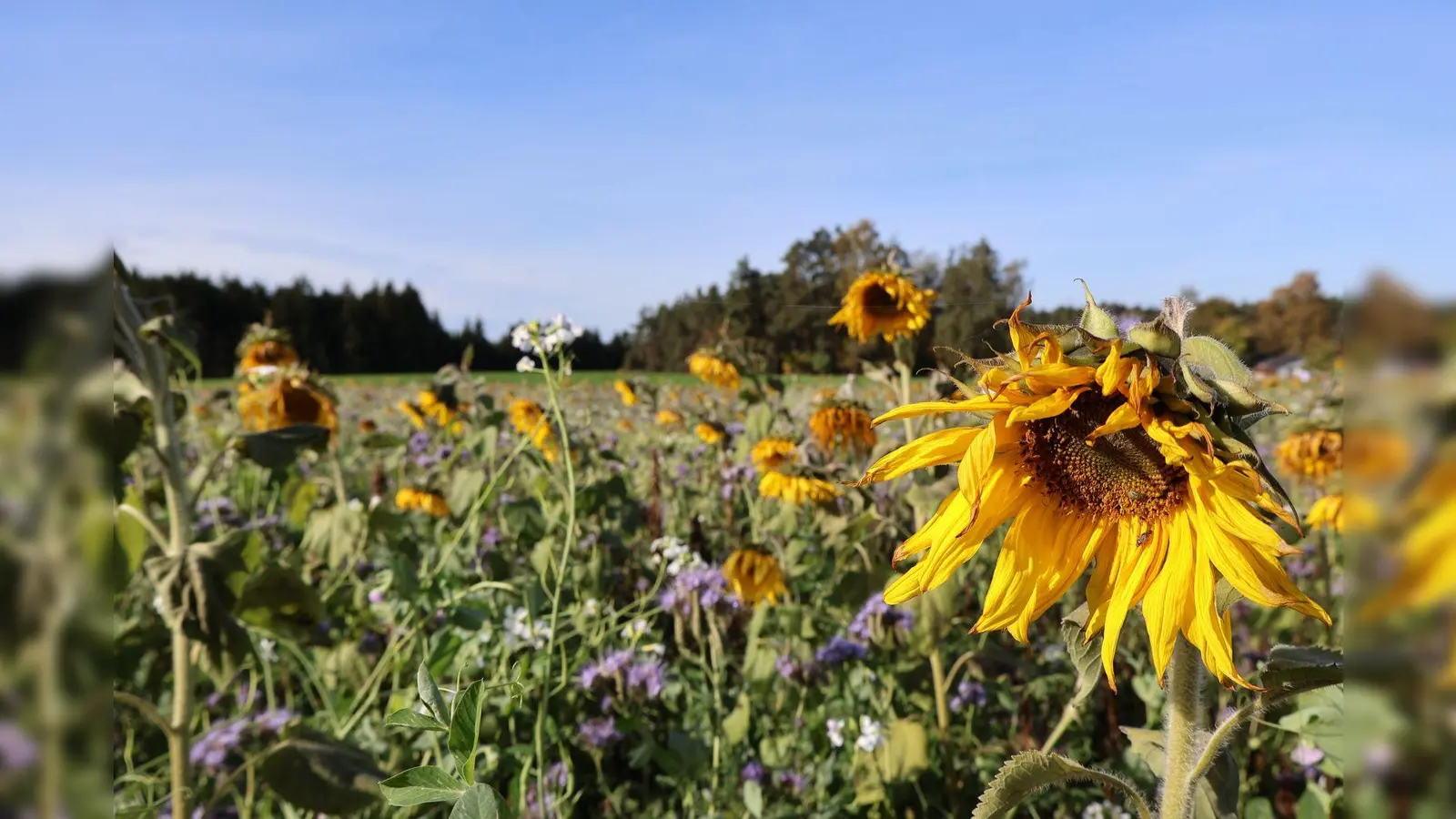 Blühendes Feld (Bild: Judith Weigl)