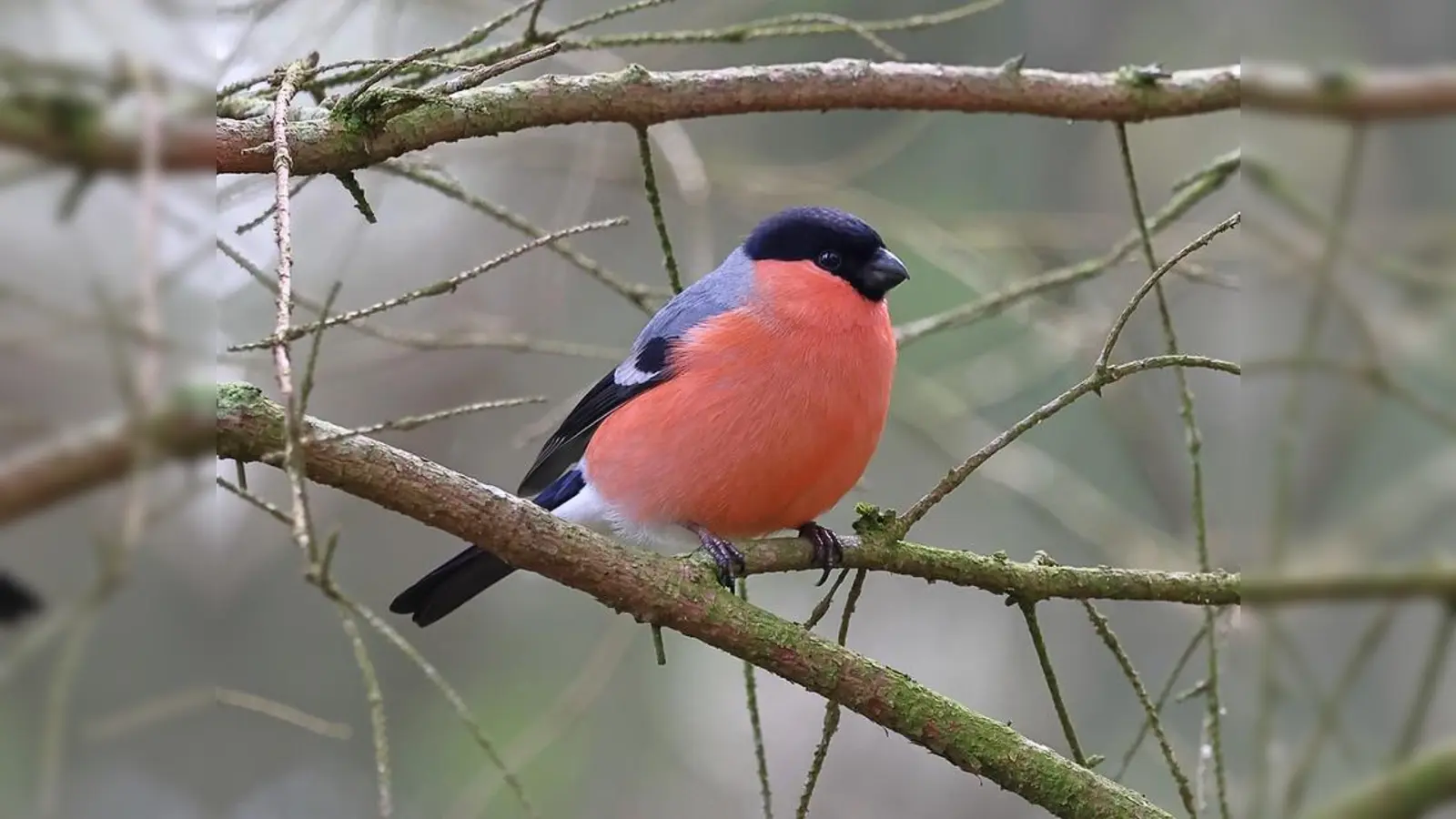 Ein Gimpel-Männchen fotografiert von Ute Bader, LBV Bayern, Flickr (Bild: Ute Bader)