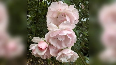 Den Rosengarten schmücken viele verschiedene Rosenarten. (Bild: Jasmin Häckl)