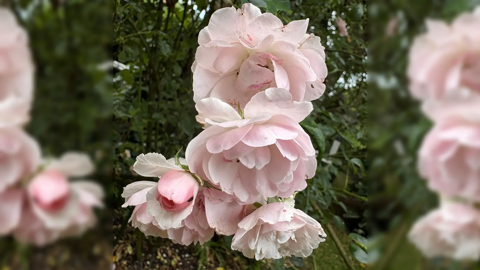 Den Rosengarten schmücken viele verschiedene Rosenarten. (Bild: Jasmin Häckl)