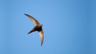 Mauersegler im Flug (Bild: Josef Baumgartner, LBV Bayern, Flickr)