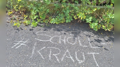 Schöllkraut. (Bild: Horst Schwemmer)