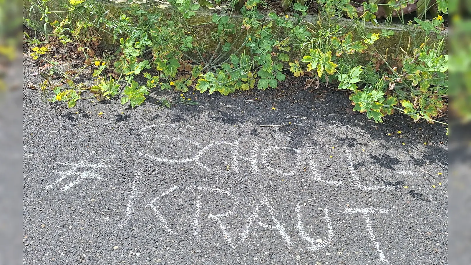 Schöllkraut. (Bild: Horst Schwemmer)