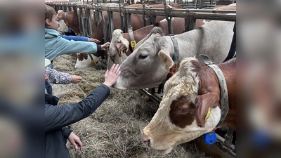 Kinder beim Streicheln von Kühen im Kuhstall  (Bild: Katharina Diertl)