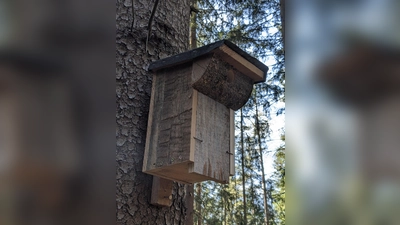 Fertiger Nistkasten im Wald montiert. (Bild: Verena Bauer)