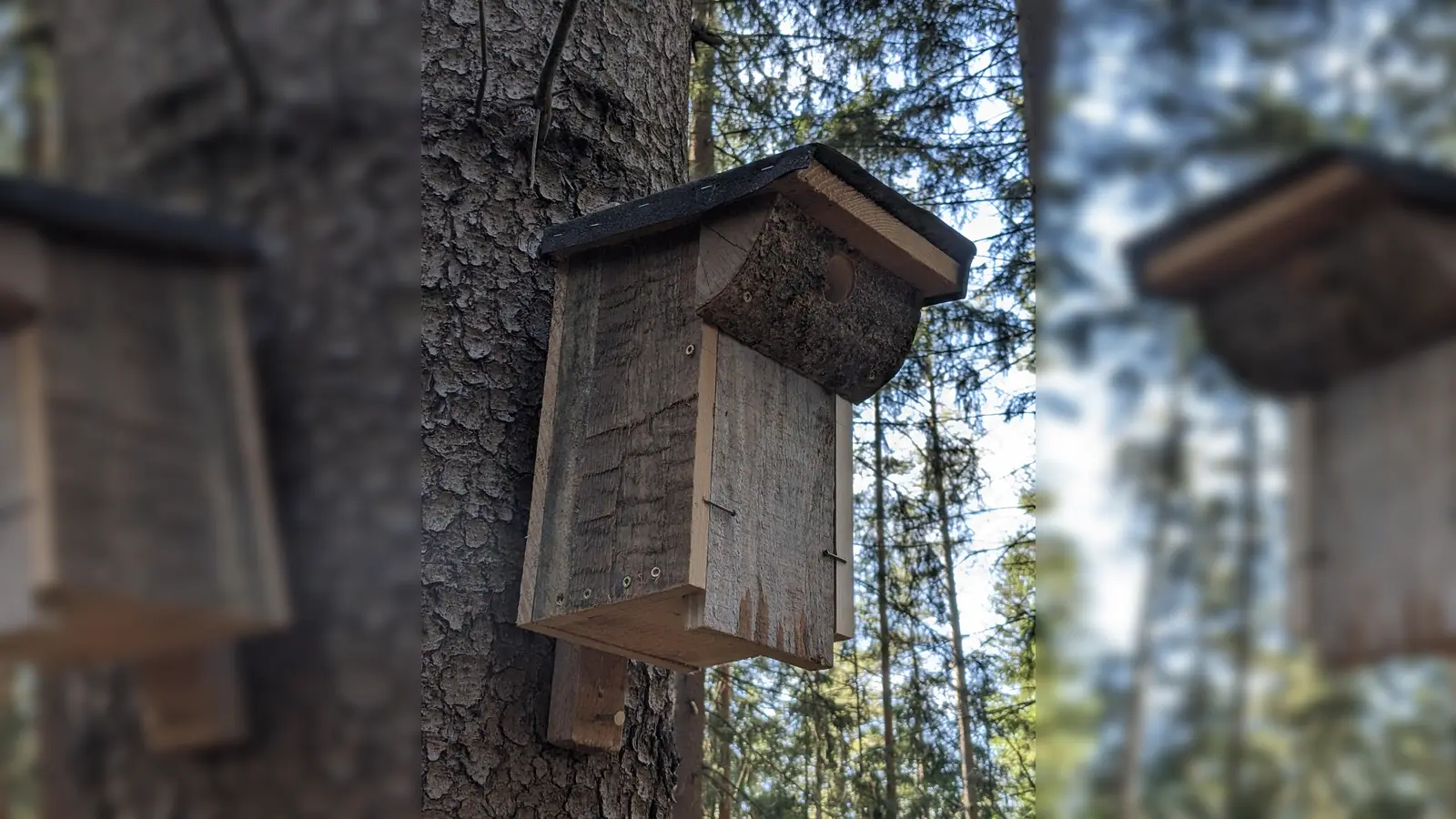Fertiger Nistkasten im Wald montiert. (Bild: Verena Bauer)