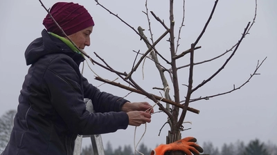 Katharina Hage beim Anbringen von Spreizhölzern (Bild: Wolfgang Schödel)