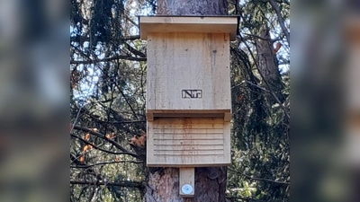Fledermauskasten  (Bild: Xaver Flierl )