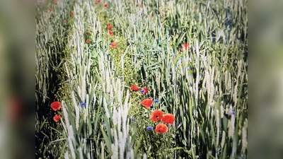 Biogetreideacker (Symbolbild: Daniel Delang)