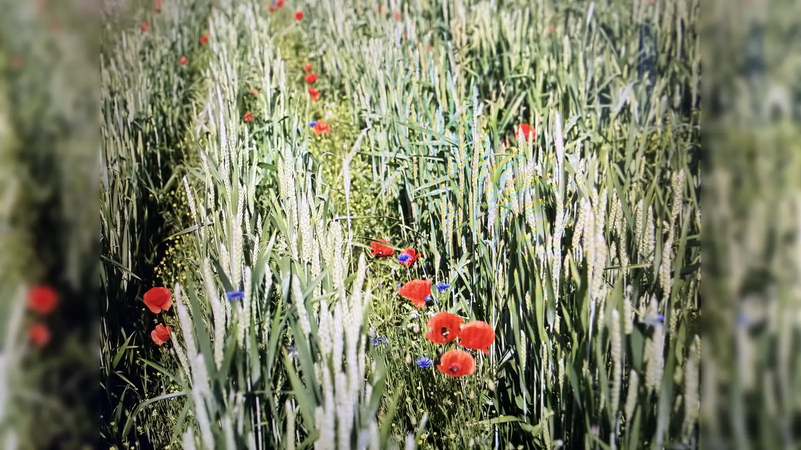 Biogetreideacker (Symbolbild: Daniel Delang)