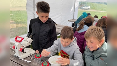Leben in Tümpeln, Bächen und Weihern unter dem Mikroskop (Bild: Theresa Trescher)