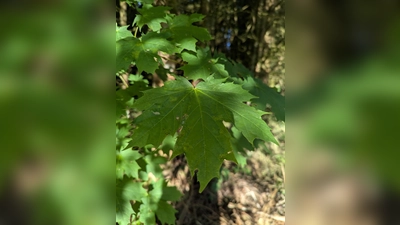 Artenkenntnis bereichert: Wie viele Ahorne kennen Sie? (Bild: Verena Bauer)