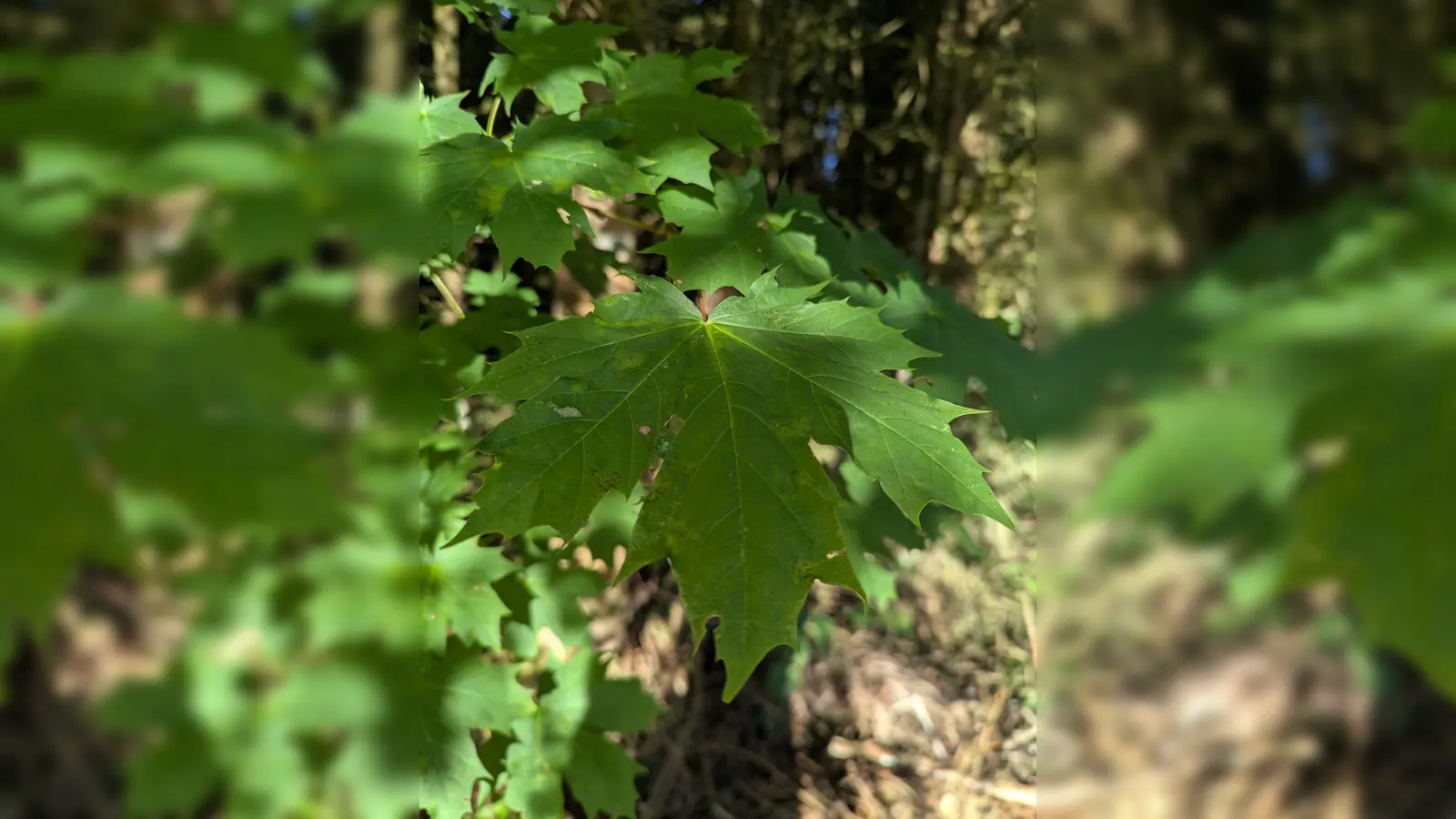 Artenkenntnis bereichert: Wie viele Ahorne kennen Sie? (Bild: Verena Bauer)