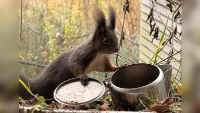 Eichhörnchen. (Bild: Brigitte Lutzner.)