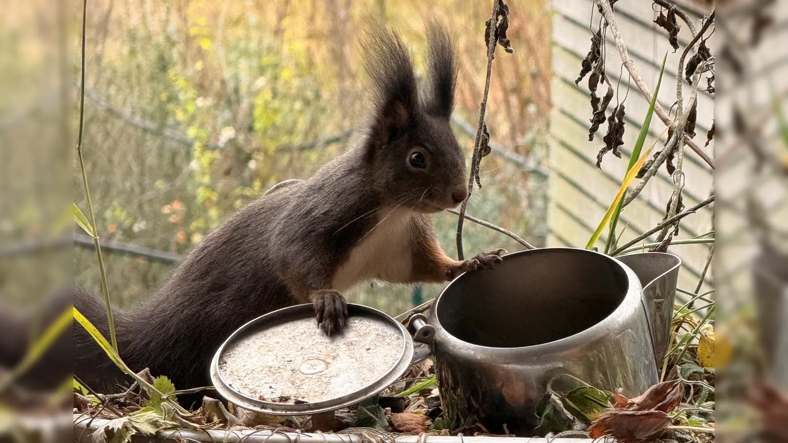 Eichhörnchen. (Bild: Brigitte Lutzner.)