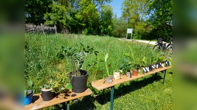 2. Chance für Pflanzen  (Bild: Astrid Knab)