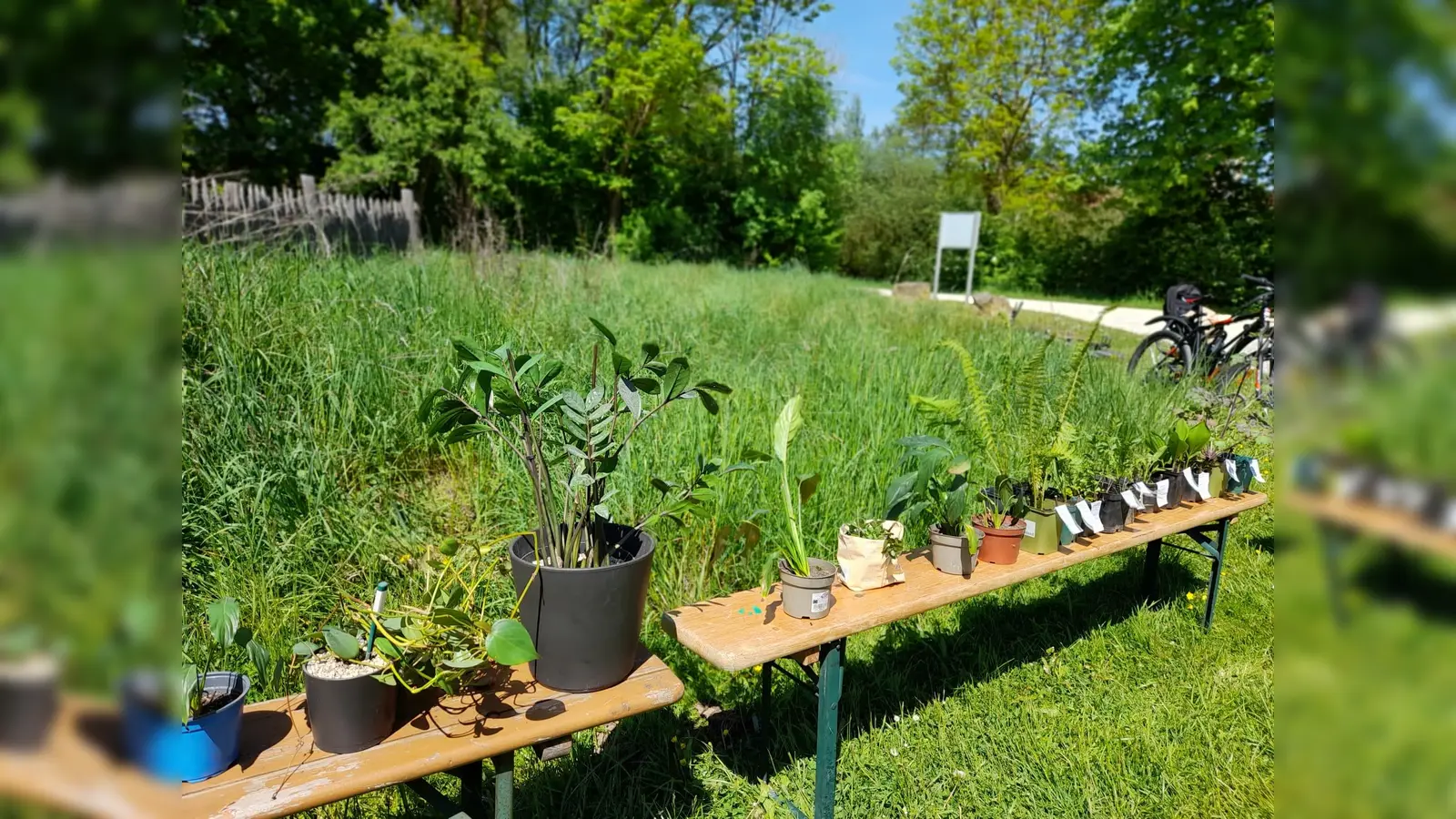 2. Chance für Pflanzen  (Bild: Astrid Knab)