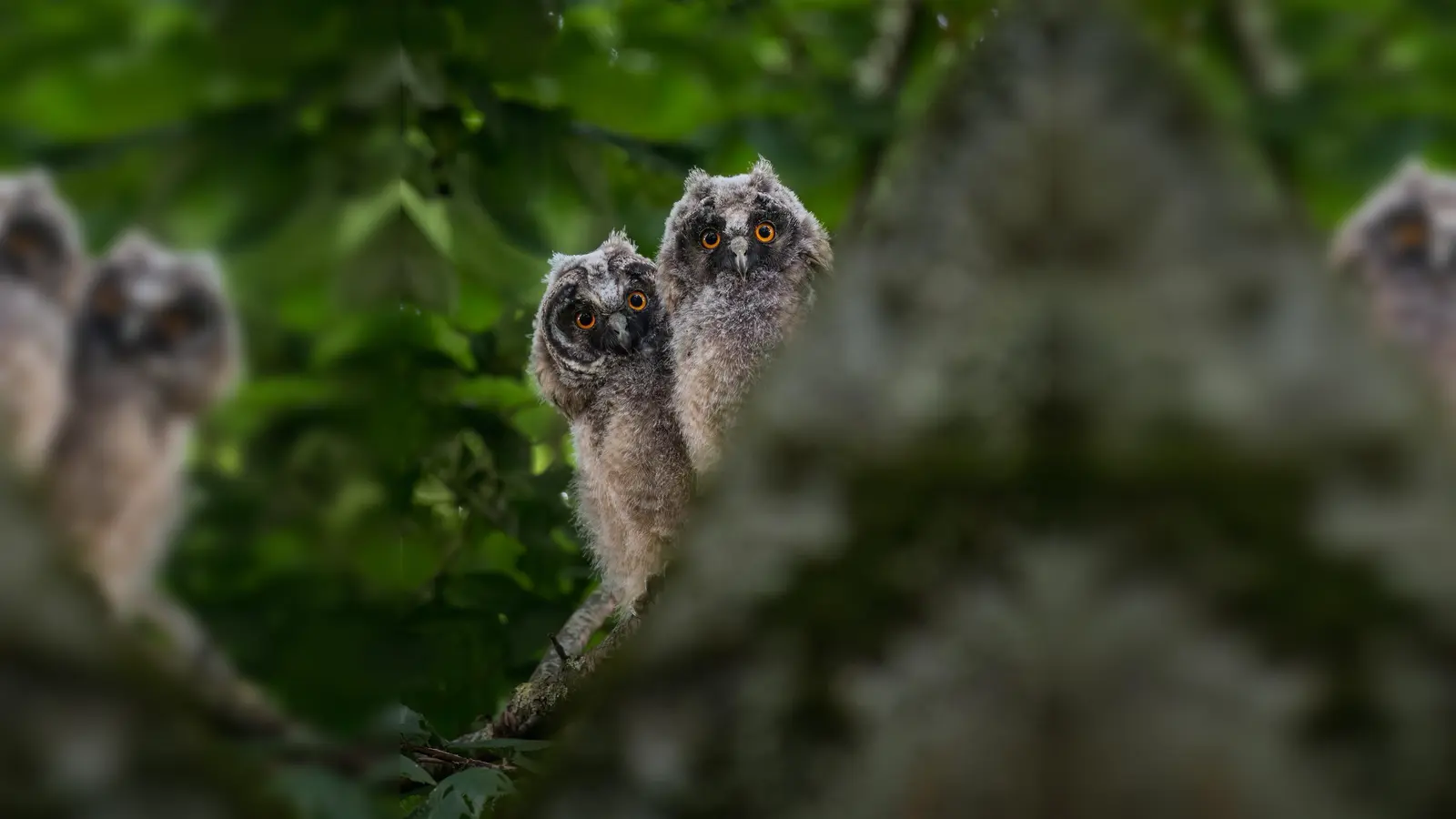 Waldohreulennestlinge fotografiert von Martin Kuhn (Bild: Martin Kuhn)