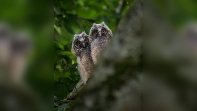 Waldohreulennestlinge fotografiert von Martin Kuhn (Bild: Martin Kuhn)