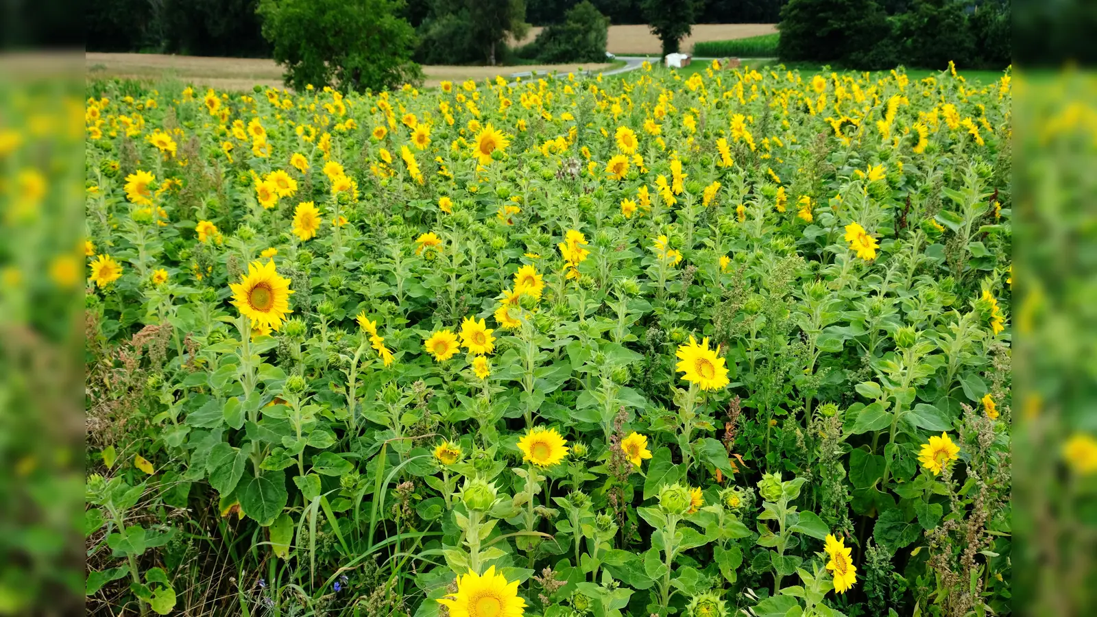 Jeder kann aus dem Sonnenblumen-Meer nahe der Eschenbacher Mühle die schönsten Exemplare für das Kräuterbuschen-Binden kostenlos herausnehmen, versichert Landwirt Franz Völkl.  (Bild: Robert Dotzauer)