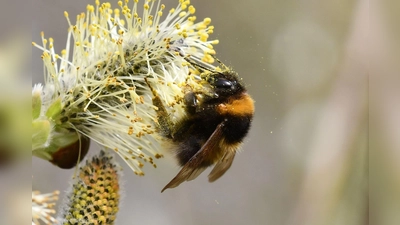 Vom 20. März bis 9. April 2026 ruft der BUND Naturschutz in Bayern gemeinsam mit dem Wildbienen-Monitoring am Thünen-Institut in Braunschweig zur Hummel-Challenge auf. Naturfreund*innen sind eingeladen, Hummeln zu beobachten, zu fotografieren und per App zu melden. Jede Beobachtung hilft, mehr über die Verbreitung und Vielfalt heimischer Hummelarten zu erfahren und leistet damit einen wichtigen Beitrag zum Artenschutz. 