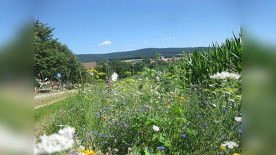 Blühstreifen neben einem Maisfeld (Bild: Wolfgang Keck)