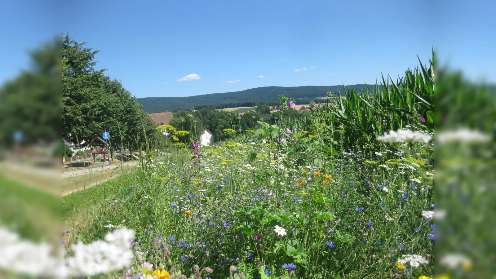 Blühstreifen neben einem Maisfeld (Bild: Wolfgang Keck)