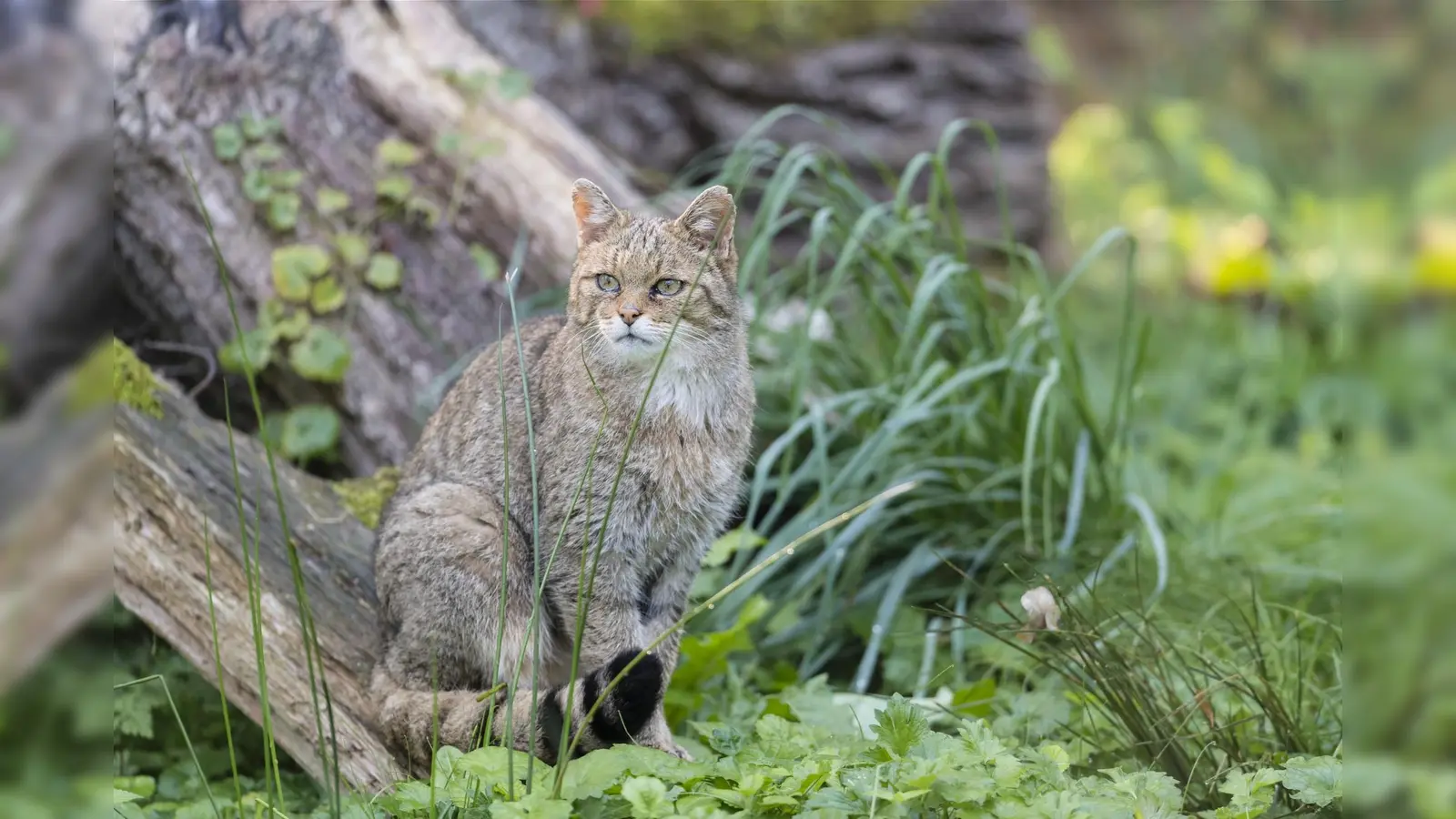 Europäische Wildkatze „Felis silvestris” European Wildcat.  (Bild: Christoph Bosch)