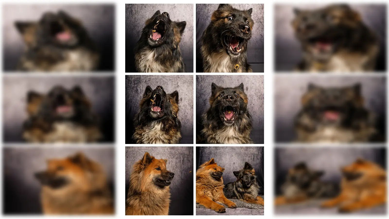 Am 24. August werden im MQ Hunde-Schnapp-Schüsse gemacht.  (Bild: Ruediger Gollwitzer)