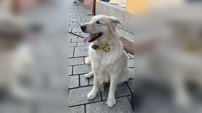 Hundefliegen für einen guten Zweck (Bild: Lionsclub Neustadt/WN)