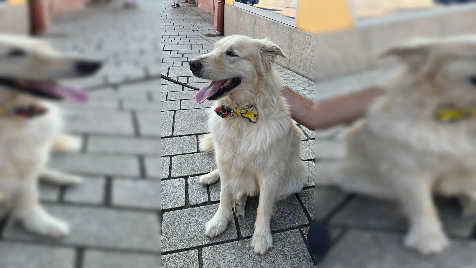 Hundefliegen für einen guten Zweck (Bild: Lionsclub Neustadt/WN)