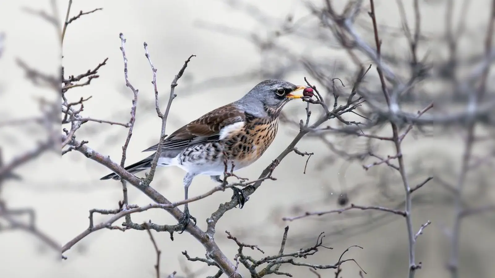 Was die Wacholderdrossel kann, können Sie auch! (Bild: Robert Scheidt, LBV Bayern, Flickr)