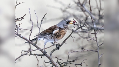 Was die Wacholderdrossel kann, können Sie auch! (Bild: Robert Scheidt, LBV Bayern, Flickr)