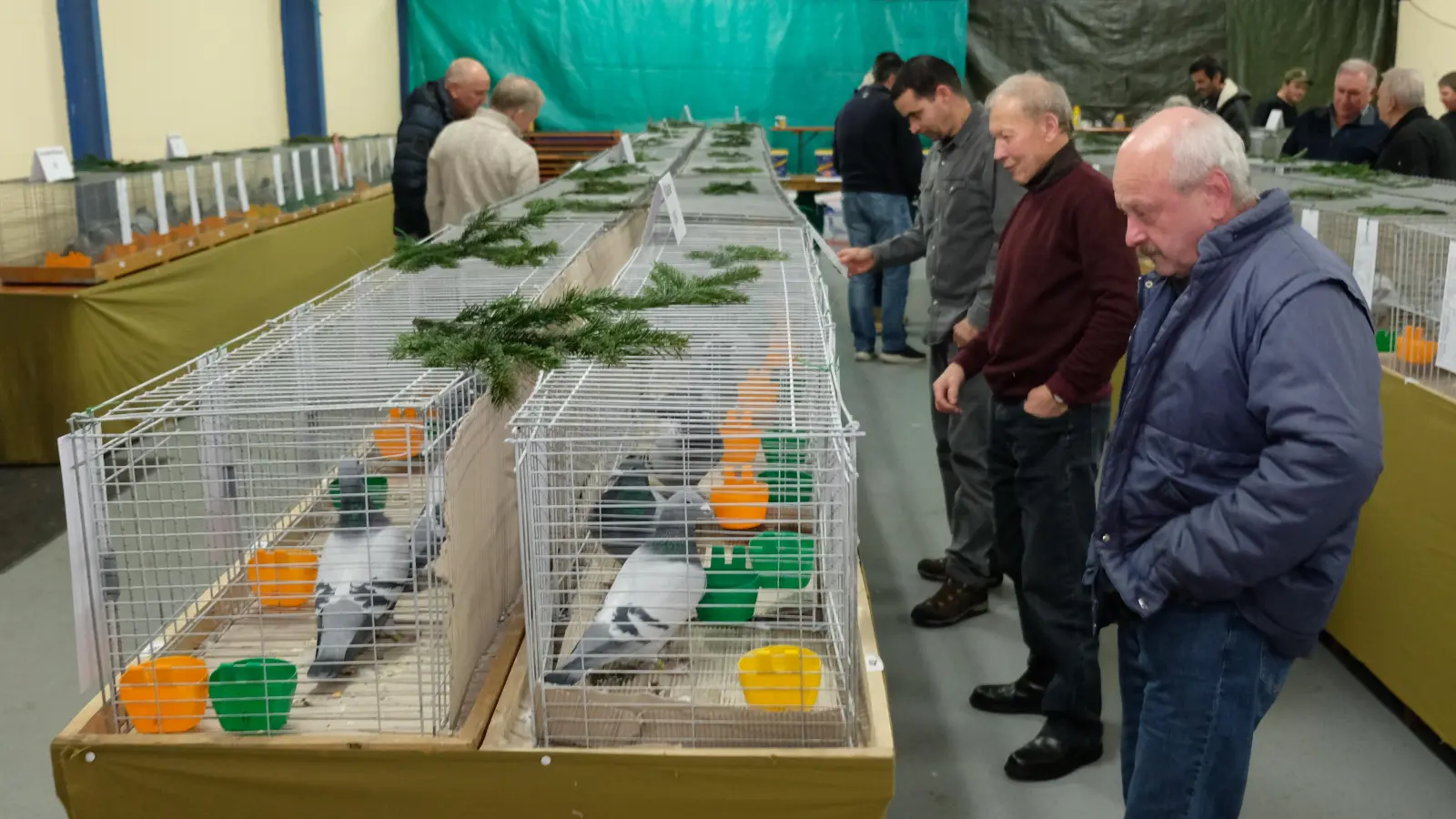 Die Brieftauben-Ausstellung der Reisevereinigung Pegnitz in der Halle des Kleintierzuchtvereins Speinshart/Tremmersdorf stieß auf ein bemerkenswertes Interesse (Bild: Robert Dotzauer)