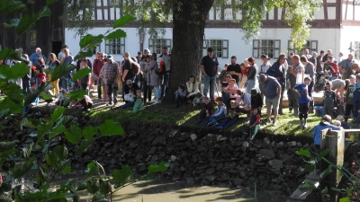 Abfischen des Mühlenteiches im Freilandmuseum Oberpfalz. (Bild: Anton Kraus)