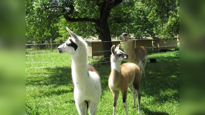 Lamas aus Reckenberg freuen sich auf Streicheleinheiten beim Handwerker-Markt. (Bild: Bernhard und Margit Dorn)