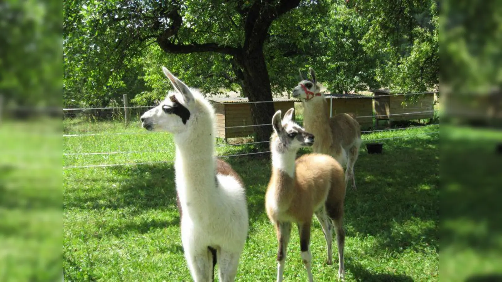 Lamas aus Reckenberg freuen sich auf Streicheleinheiten beim Handwerker-Markt. (Bild: Bernhard und Margit Dorn)