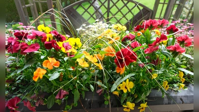 Der Häuser- und Fassadenschmuck durch schön angelegte Blumenkästen fällt immer wieder positiv auf. Es könnten aber noch mehr sein. (Bild: Fred Lehner)