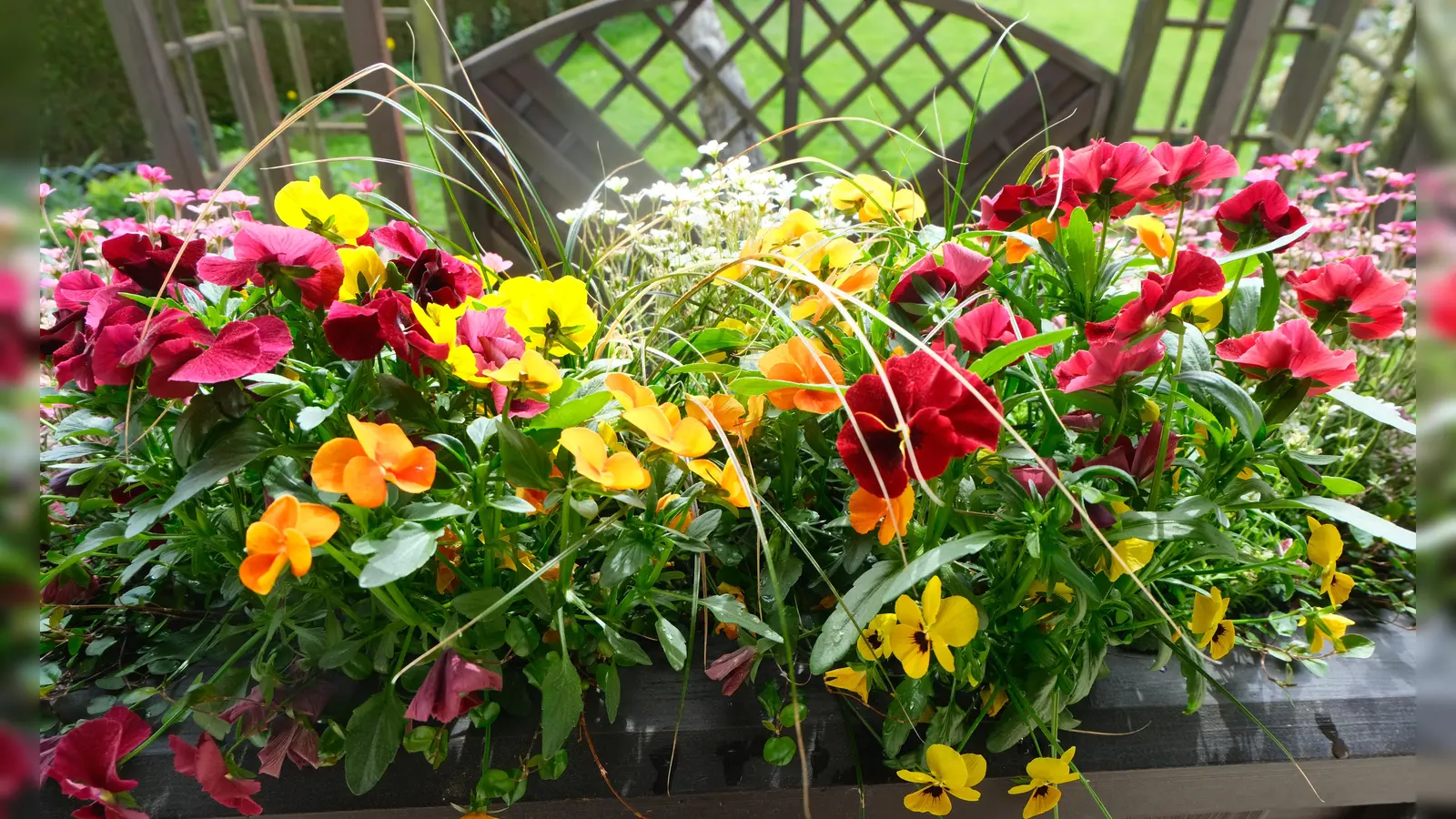 Der Häuser- und Fassadenschmuck durch schön angelegte Blumenkästen fällt immer wieder positiv auf. Es könnten aber noch mehr sein. (Bild: Fred Lehner)