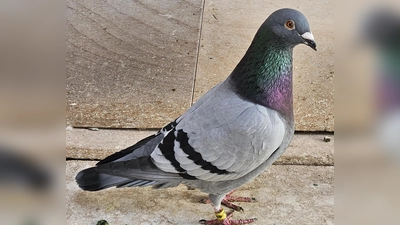 Siegertaube 05400-24-412 von Schlaggemeinschaft Bertelshofer (Bild: Uli Bertelshofer)