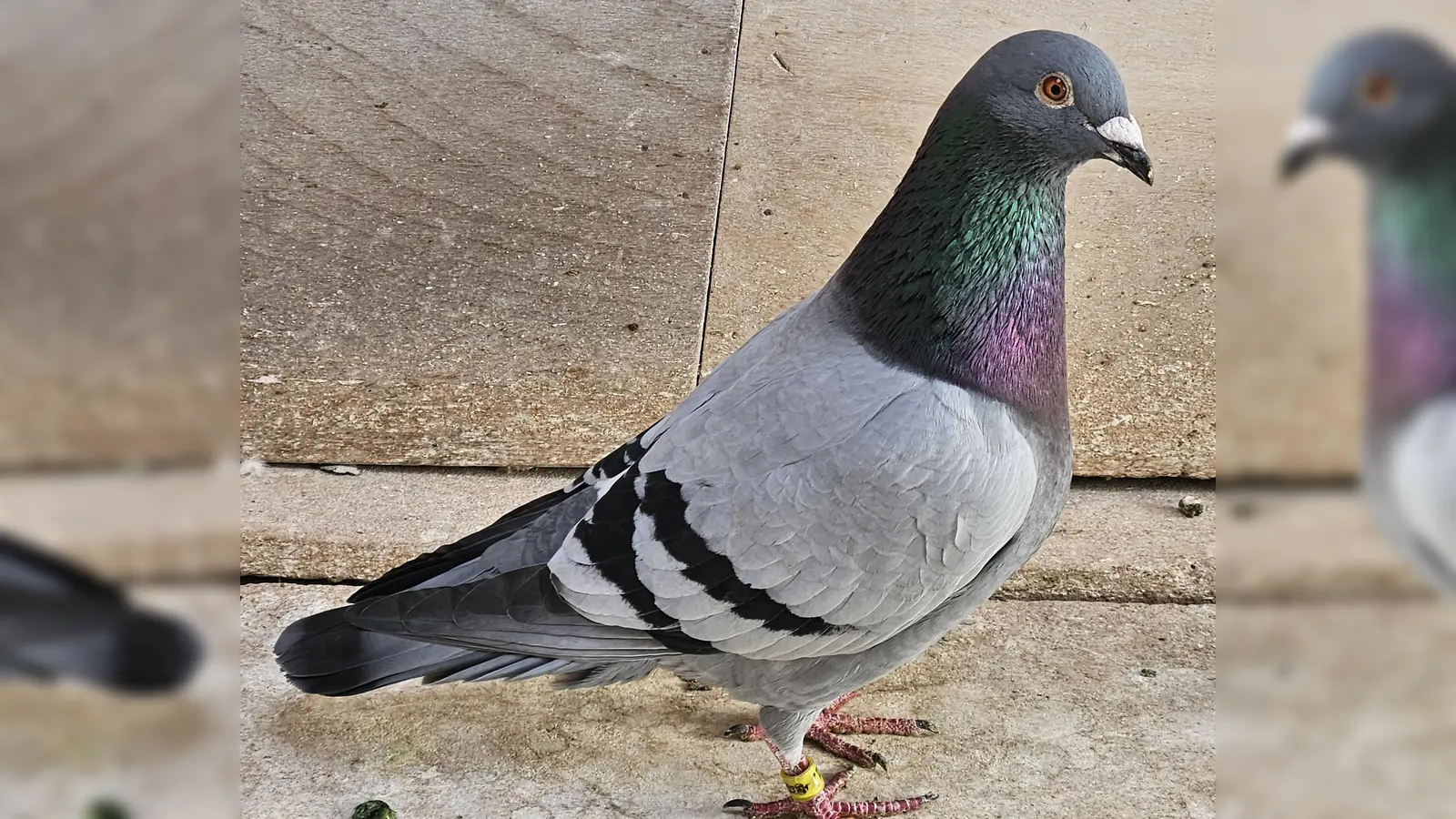 Siegertaube 05400-24-412 von Schlaggemeinschaft Bertelshofer (Bild: Uli Bertelshofer)