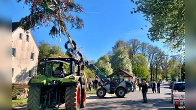 Am Vormittag holten Mitglieder des Schnupferclubs Latsch den Baum noch aus dem Wald, am Nachmittag stellten sie nach dem Abschälen der Rinde den Baum in die Senkrechte. (Bild: Markus Pschierer)